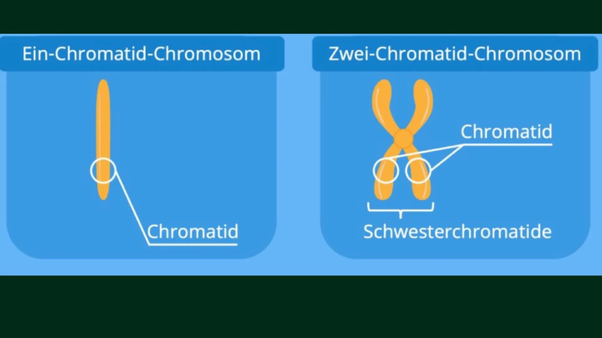 OP
MEIOSE
HelinUrtenur
StinaPaczkowski
Biologie GK Q1 Gliederung:
000
1.
2.
3.
A.
Ham
Basiswissen
Was ist ,,Meiose“ ?
Phasen der Meiose
Bede