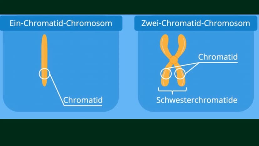 OP
MEIOSE
HelinUrtenur
StinaPaczkowski
Biologie GK Q1 Gliederung:
000
1.
2.
3.
A.
Ham
Basiswissen
Was ist ,,Meiose“ ?
Phasen der Meiose
Bede