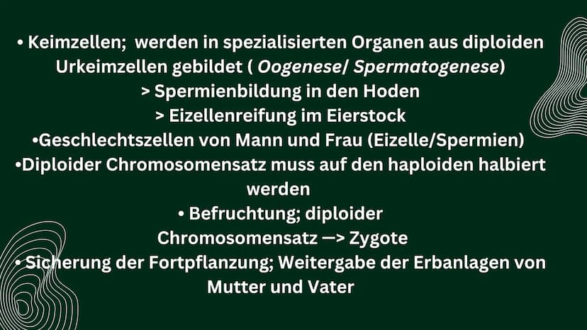 OP
MEIOSE
HelinUrtenur
StinaPaczkowski
Biologie GK Q1 Gliederung:
000
1.
2.
3.
A.
Ham
Basiswissen
Was ist ,,Meiose“ ?
Phasen der Meiose
Bede