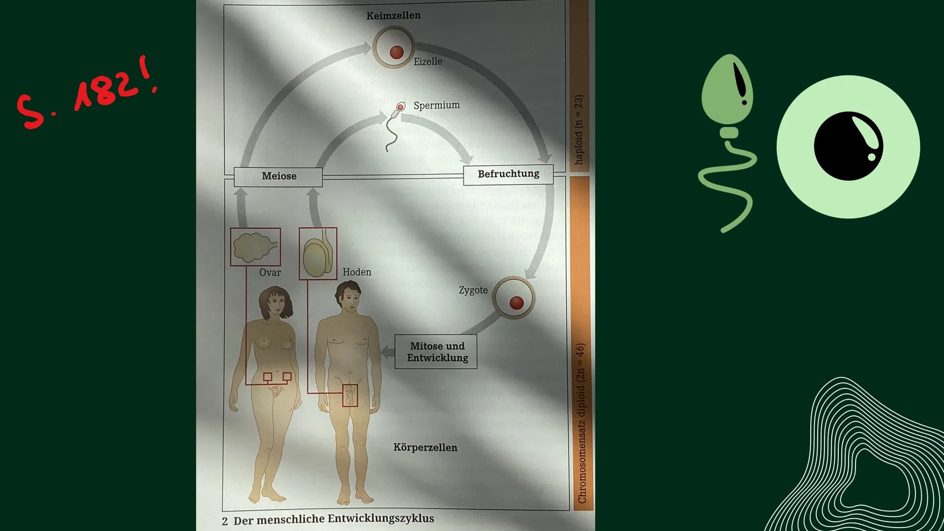 OP
MEIOSE
HelinUrtenur
StinaPaczkowski
Biologie GK Q1 Gliederung:
000
1.
2.
3.
A.
Ham
Basiswissen
Was ist ,,Meiose“ ?
Phasen der Meiose
Bede