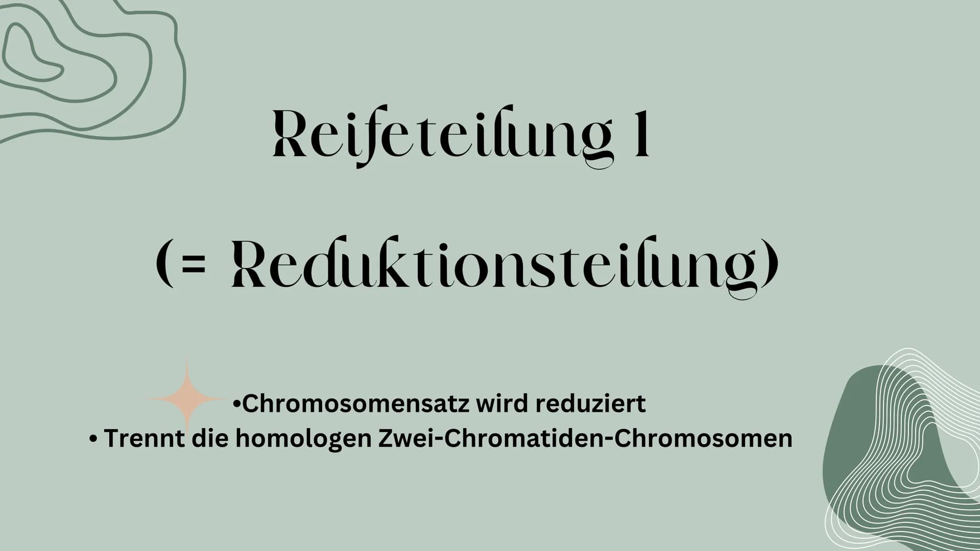OP
MEIOSE
HelinUrtenur
StinaPaczkowski
Biologie GK Q1 Gliederung:
000
1.
2.
3.
A.
Ham
Basiswissen
Was ist ,,Meiose“ ?
Phasen der Meiose
Bede