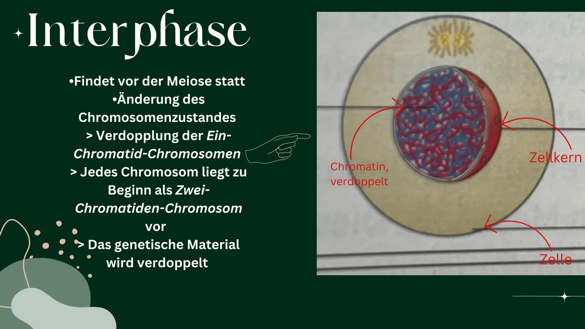 OP
MEIOSE
HelinUrtenur
StinaPaczkowski
Biologie GK Q1 Gliederung:
000
1.
2.
3.
A.
Ham
Basiswissen
Was ist ,,Meiose“ ?
Phasen der Meiose
Bede