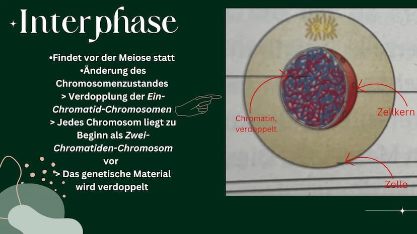 OP
MEIOSE
HelinUrtenur
StinaPaczkowski
Biologie GK Q1 Gliederung:
000
1.
2.
3.
A.
Ham
Basiswissen
Was ist ,,Meiose“ ?
Phasen der Meiose
Bede