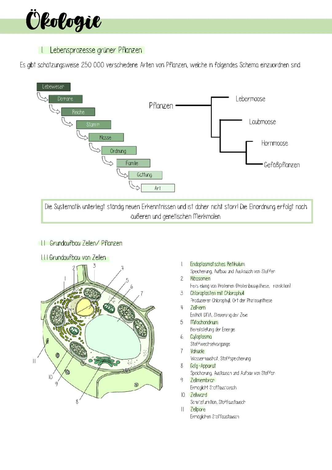 Biotische Umweltfaktoren und die Welt der Pflanzen: Fotosynthese und Wurzeln erklärt
