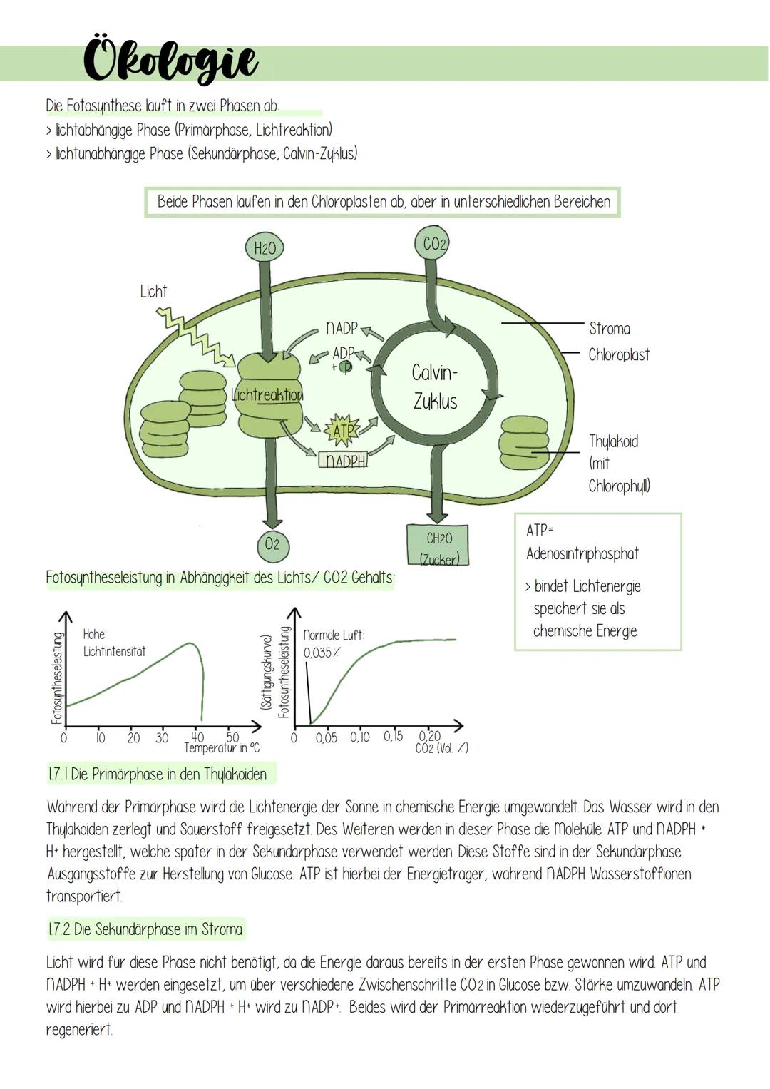 Ökologie
1. Lebensprozesse grüner Pflanzen
Es gibt schätzungsweise 250 000 verschiedene Arten von Pflanzen, welche in folgendes Schema einzu