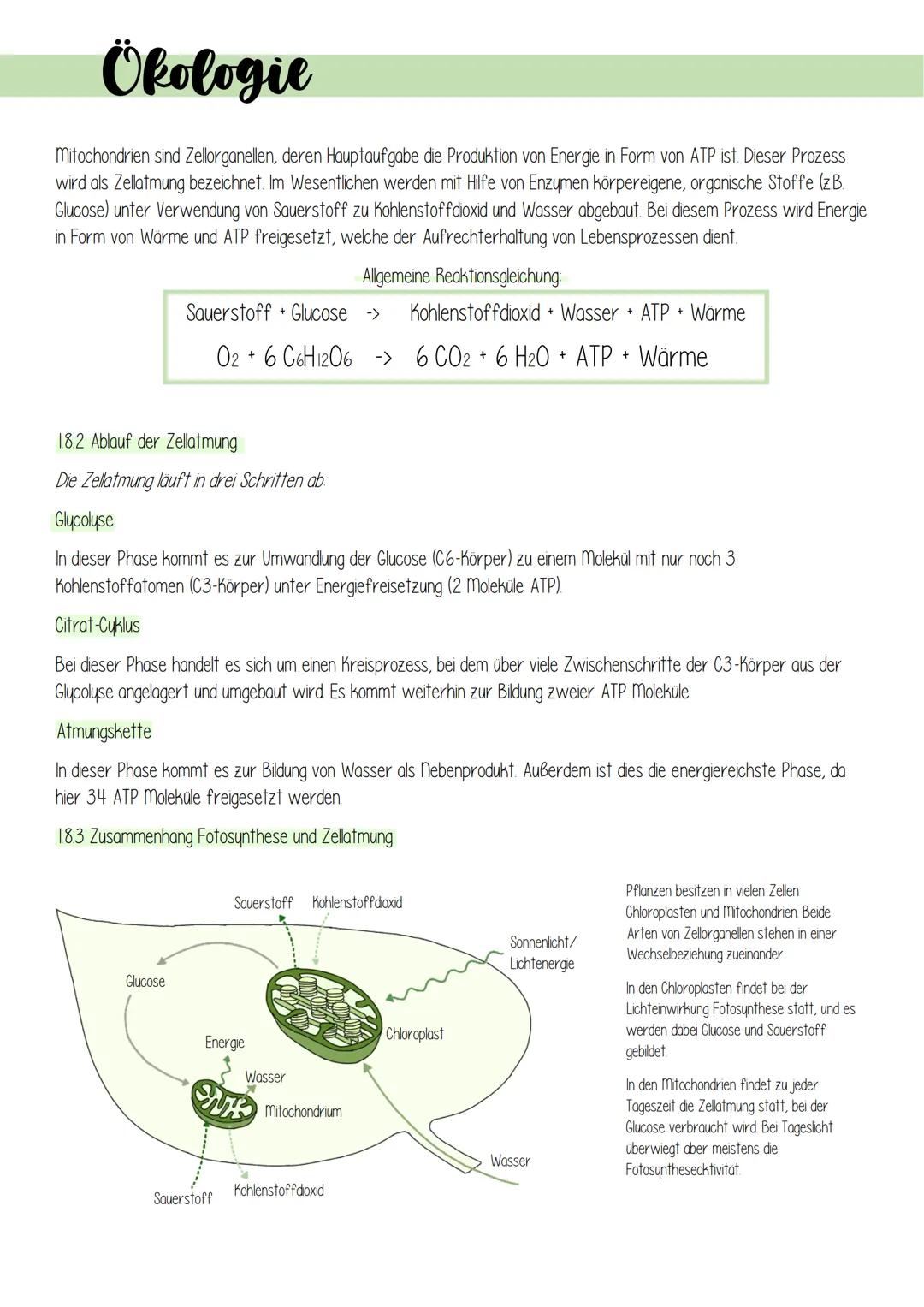 Ökologie
1. Lebensprozesse grüner Pflanzen
Es gibt schätzungsweise 250 000 verschiedene Arten von Pflanzen, welche in folgendes Schema einzu