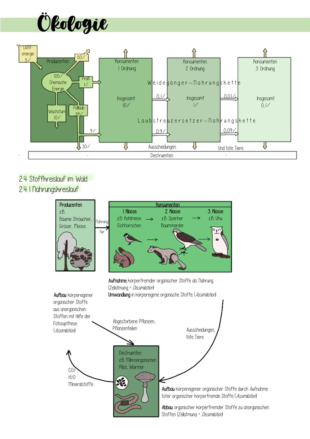 Ökologie
1. Lebensprozesse grüner Pflanzen
Es gibt schätzungsweise 250 000 verschiedene Arten von Pflanzen, welche in folgendes Schema einzu