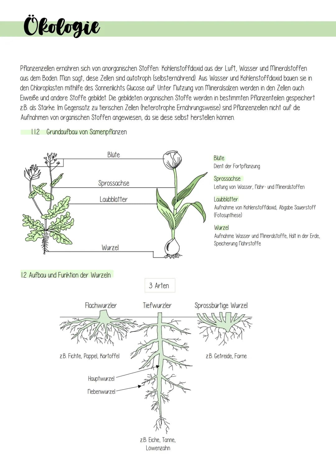 Ökologie
1. Lebensprozesse grüner Pflanzen
Es gibt schätzungsweise 250 000 verschiedene Arten von Pflanzen, welche in folgendes Schema einzu