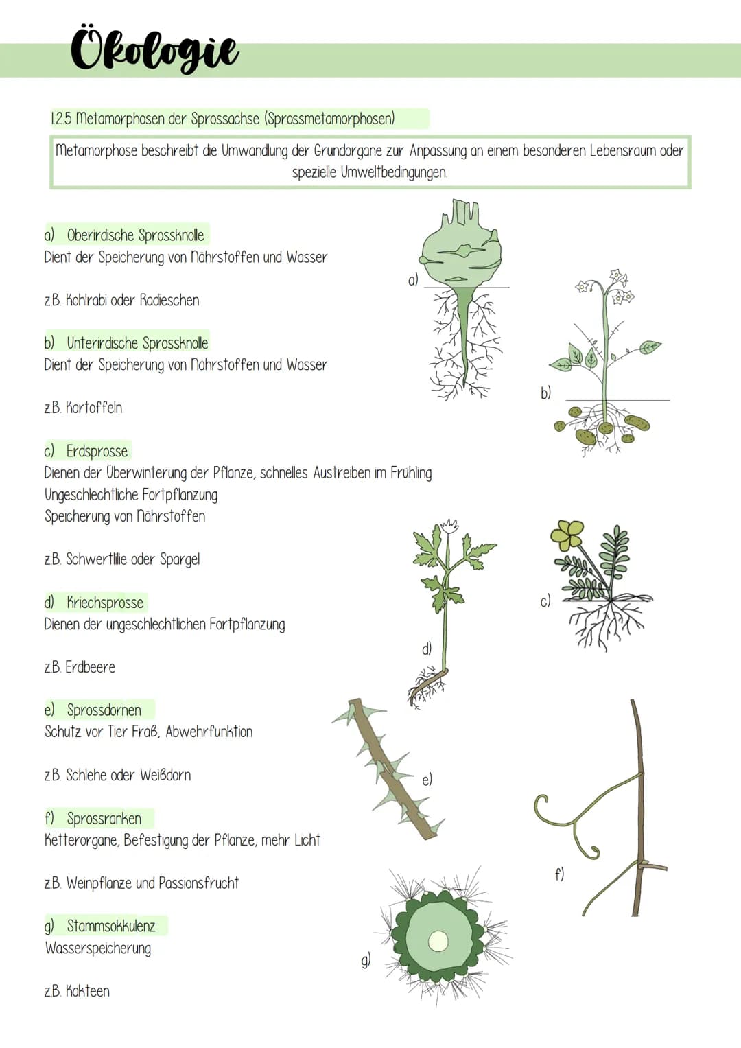 Ökologie
1. Lebensprozesse grüner Pflanzen
Es gibt schätzungsweise 250 000 verschiedene Arten von Pflanzen, welche in folgendes Schema einzu