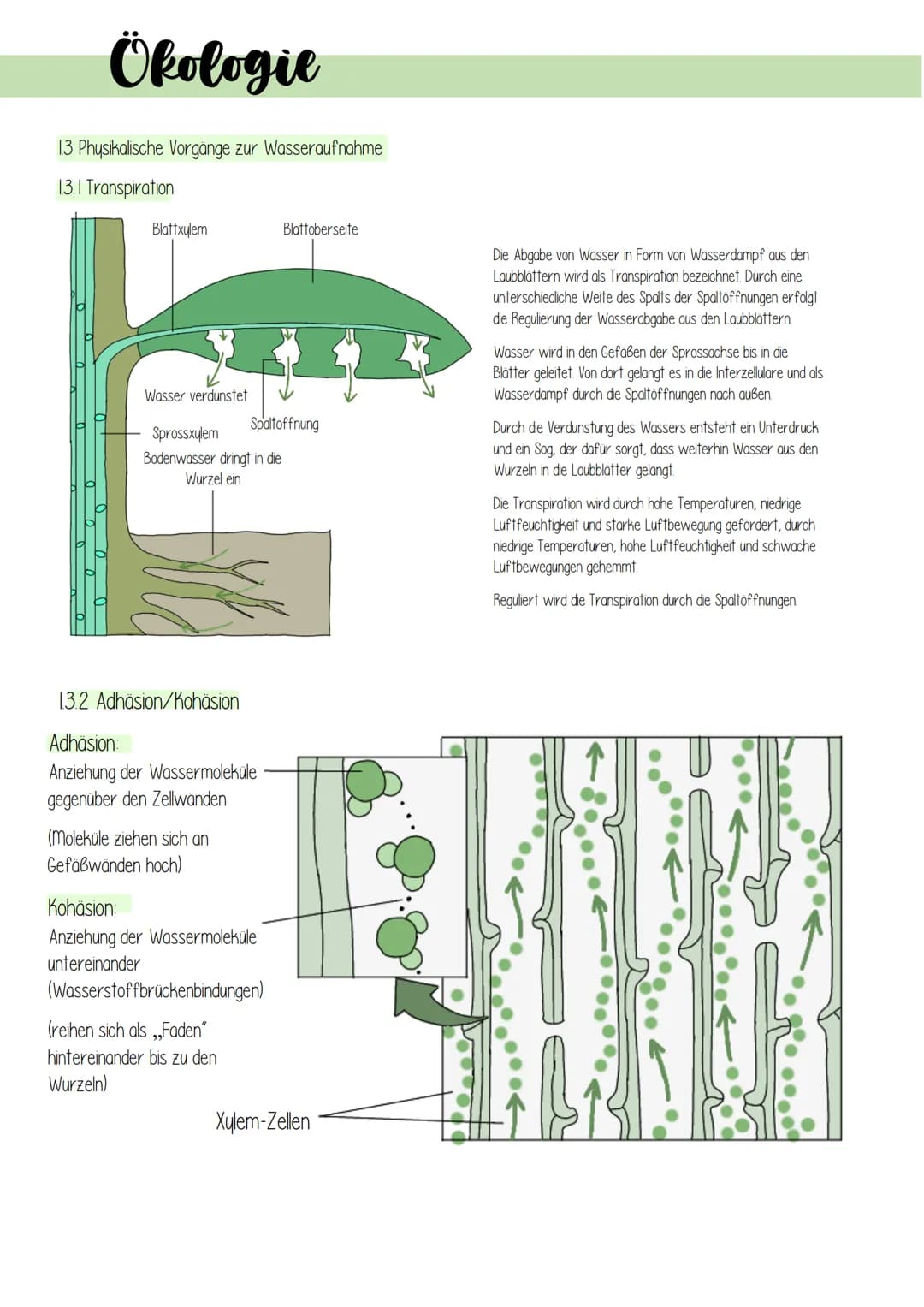 Ökologie
1. Lebensprozesse grüner Pflanzen
Es gibt schätzungsweise 250 000 verschiedene Arten von Pflanzen, welche in folgendes Schema einzu