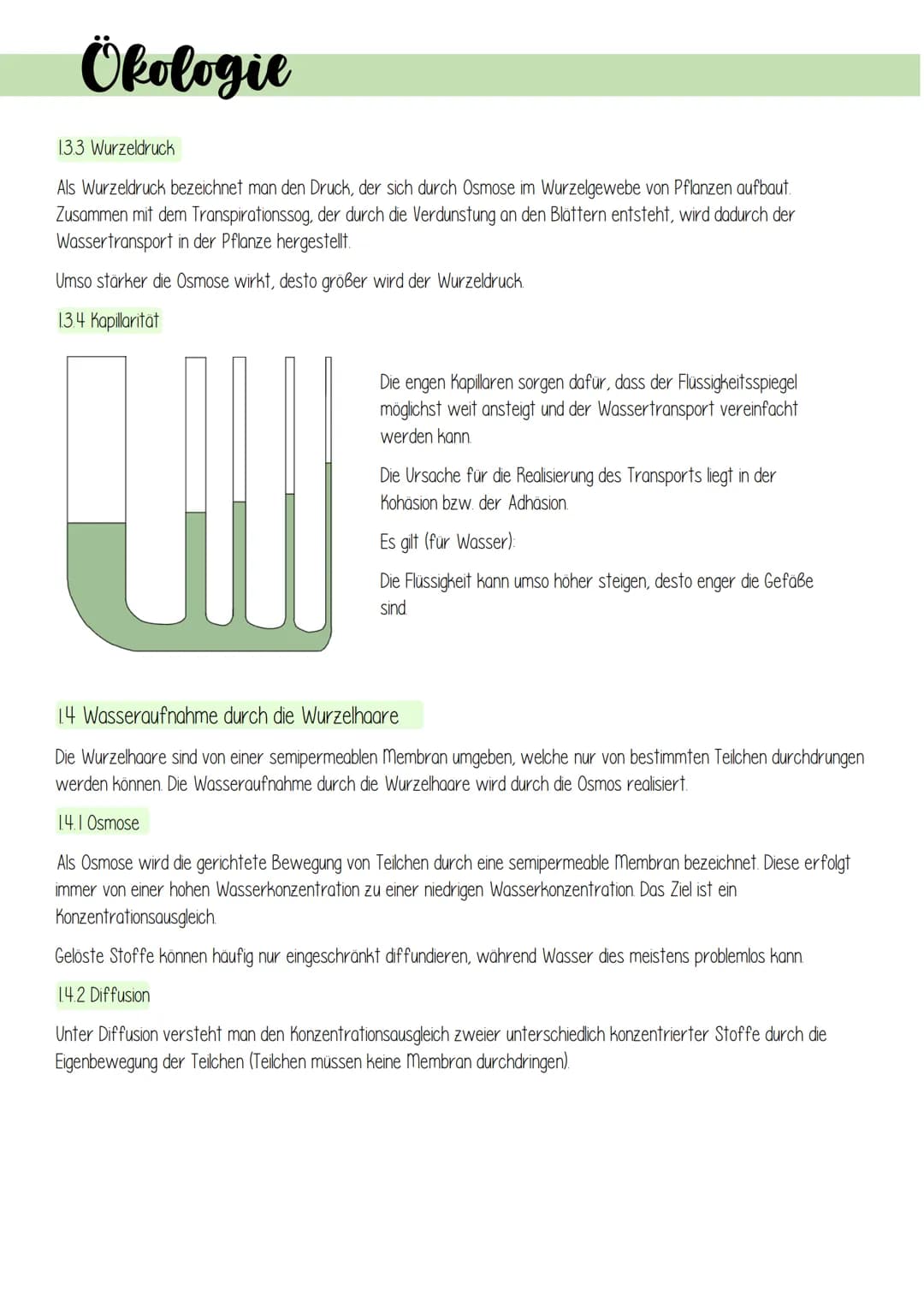 Ökologie
1. Lebensprozesse grüner Pflanzen
Es gibt schätzungsweise 250 000 verschiedene Arten von Pflanzen, welche in folgendes Schema einzu