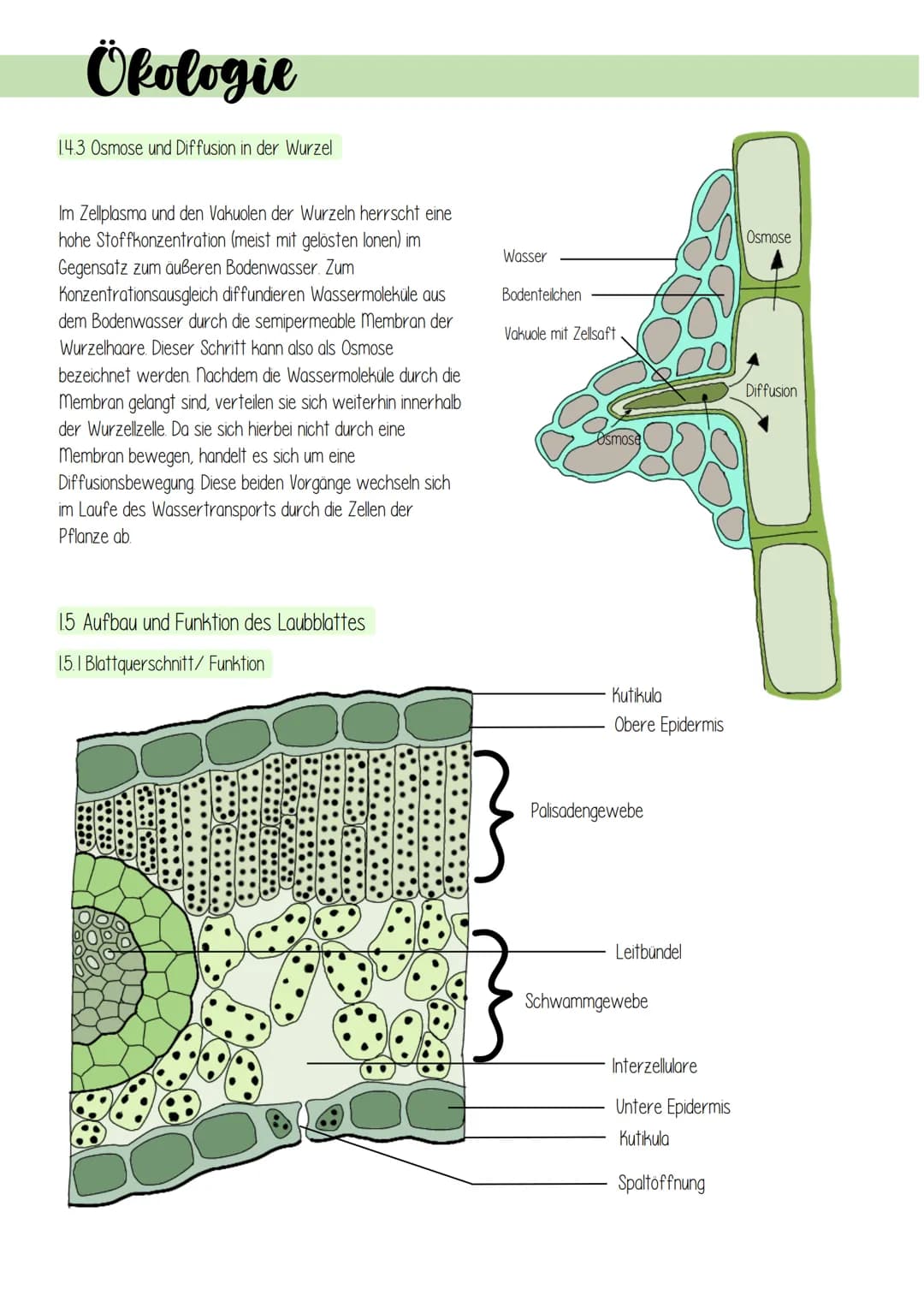 Ökologie
1. Lebensprozesse grüner Pflanzen
Es gibt schätzungsweise 250 000 verschiedene Arten von Pflanzen, welche in folgendes Schema einzu