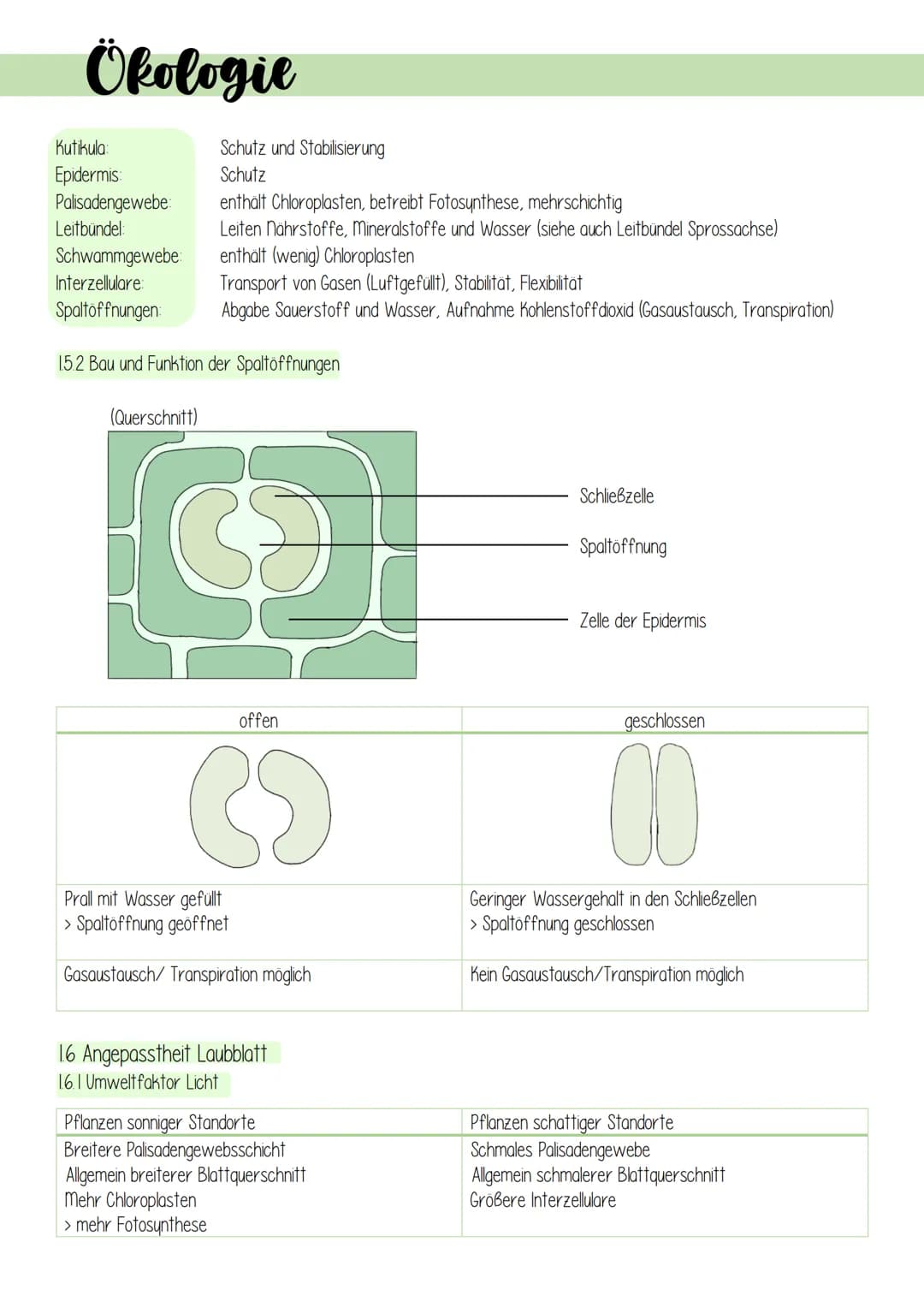 Ökologie
1. Lebensprozesse grüner Pflanzen
Es gibt schätzungsweise 250 000 verschiedene Arten von Pflanzen, welche in folgendes Schema einzu