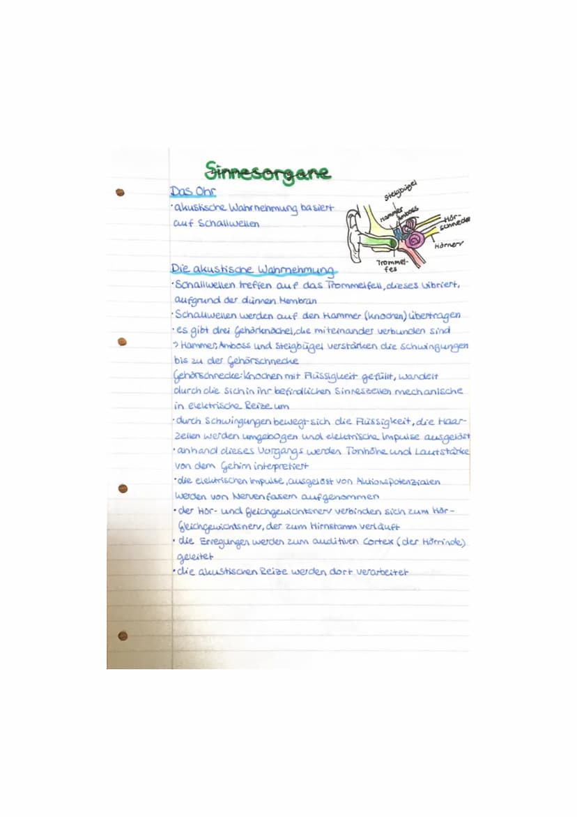 Sinnesorgane
Das Ohr
akustische Wahrnehmung basiert
auf Schallwellen
steigbügel
Amboss
Hammer
-Hör-
schnede
Hörnery
Trommel-
Die akustische 