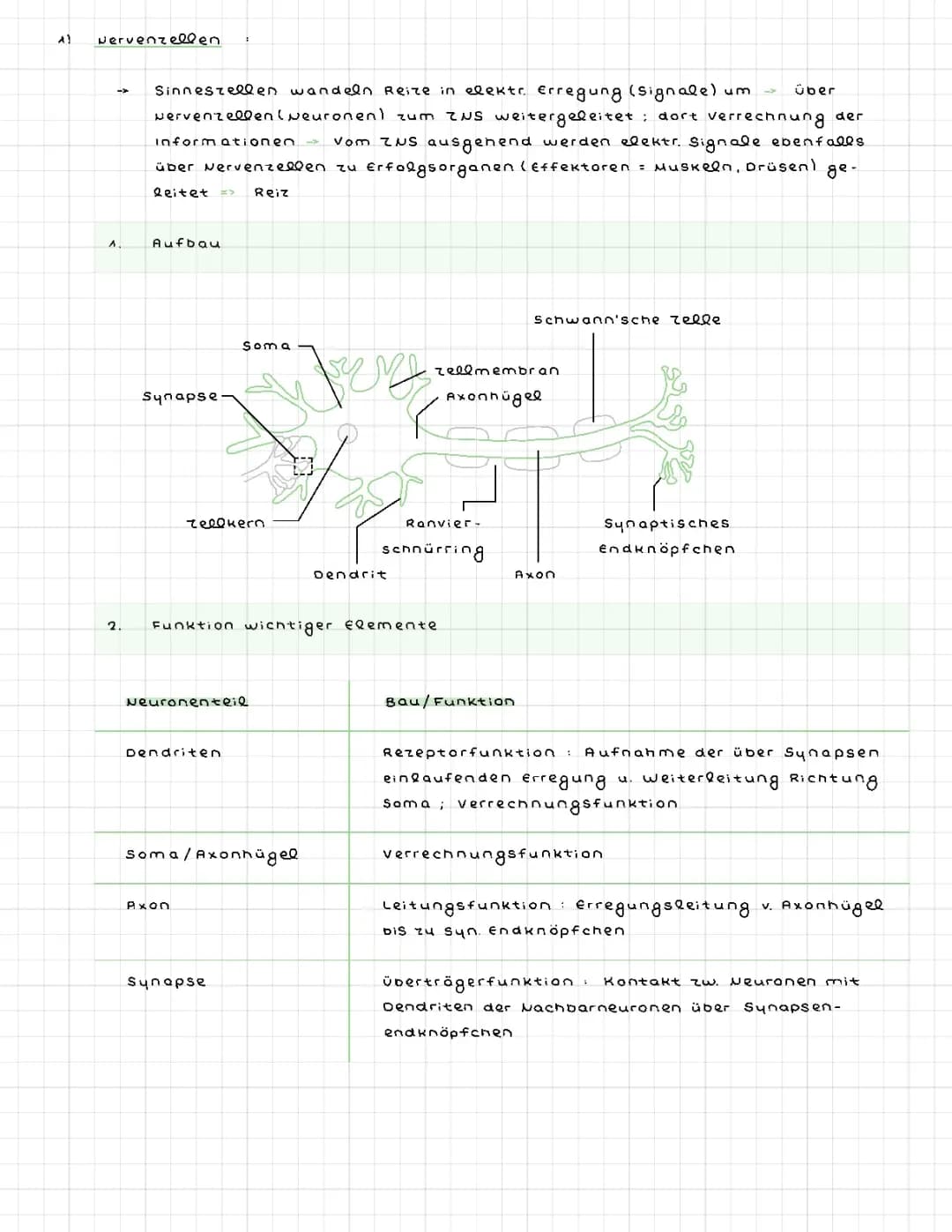 Alles über Nervenzellen und Biomembranen: Aufbau und Funktionen erklärt