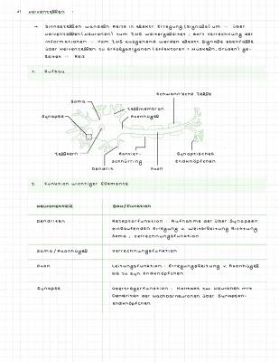 Know Abilernzettel Biologie NRW: Neurobiologie thumbnail