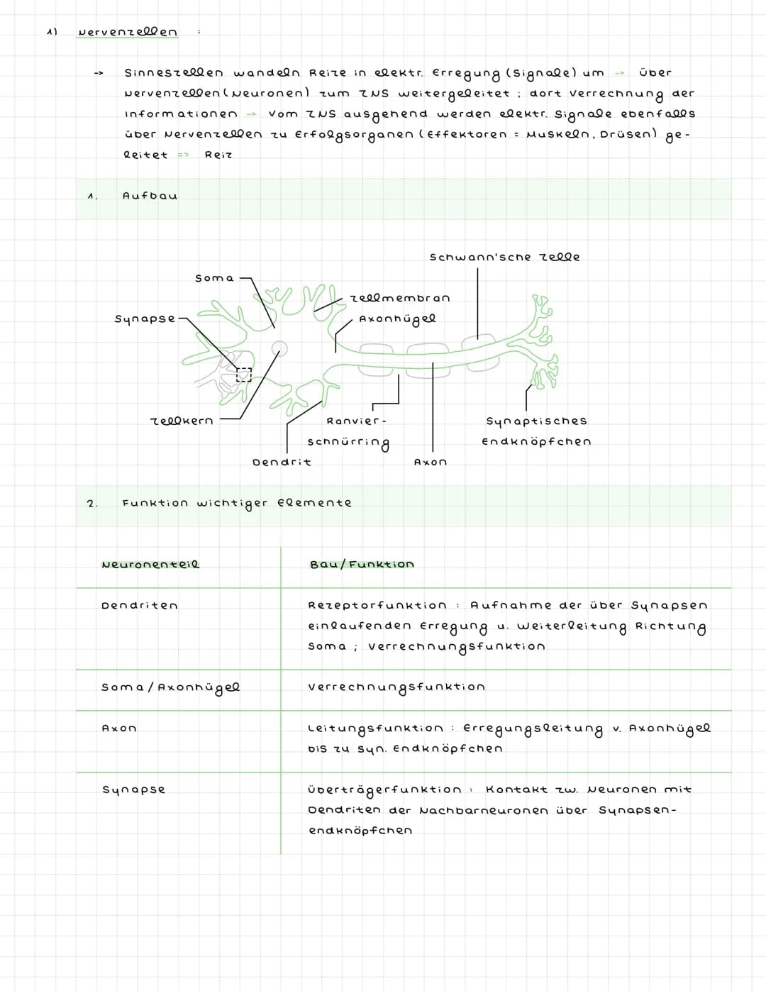 ^) Nervenzellen
^.
2.
Sinneszellen wandeln Reize in elektr. Erregung (signale) um
Nervenzellen (Neuronen) zum ZNS weitergeleitet : dort verr