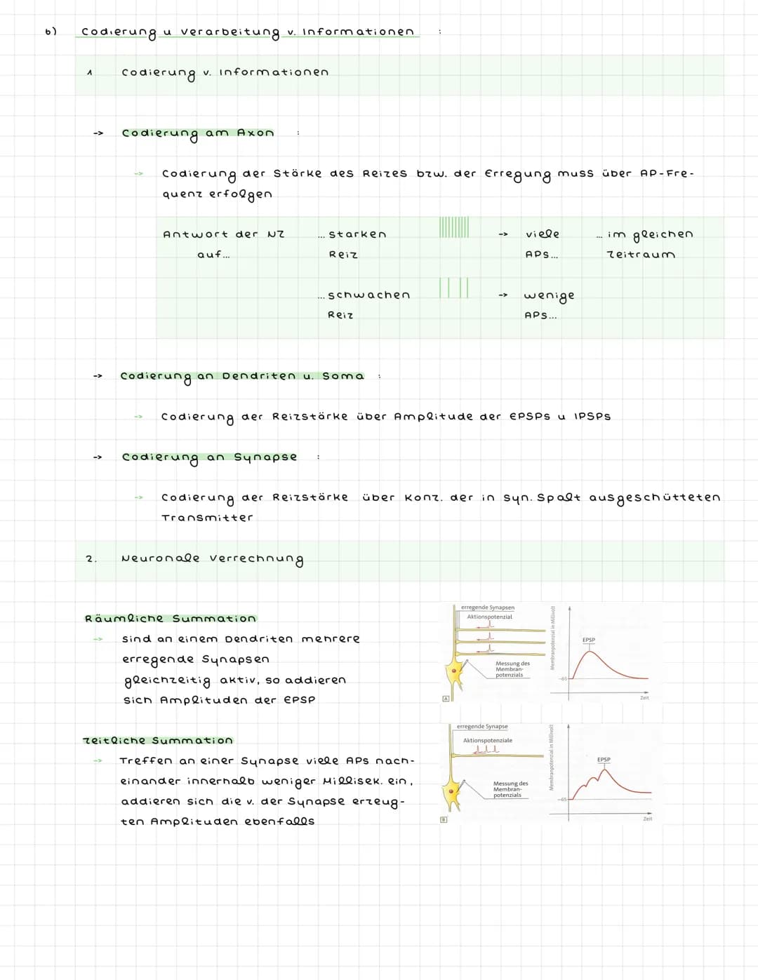 ^) Nervenzellen
^.
2.
Sinneszellen wandeln Reize in elektr. Erregung (signale) um
Nervenzellen (Neuronen) zum ZNS weitergeleitet : dort verr