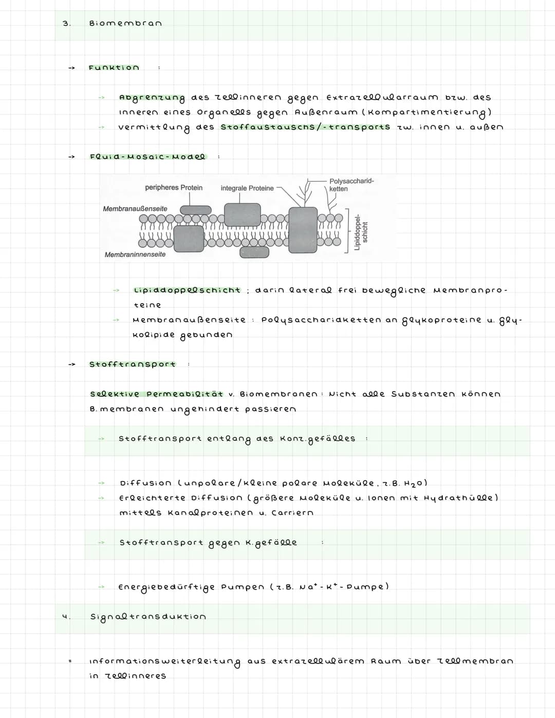 ^) Nervenzellen
^.
2.
Sinneszellen wandeln Reize in elektr. Erregung (signale) um
Nervenzellen (Neuronen) zum ZNS weitergeleitet : dort verr