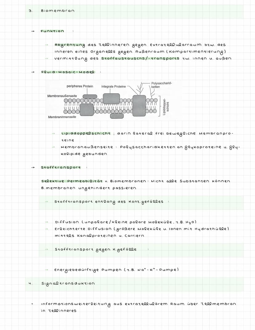 ^) Nervenzellen
^.
2.
Sinneszellen wandeln Reize in elektr. Erregung (signale) um
Nervenzellen (Neuronen) zum ZNS weitergeleitet : dort verr