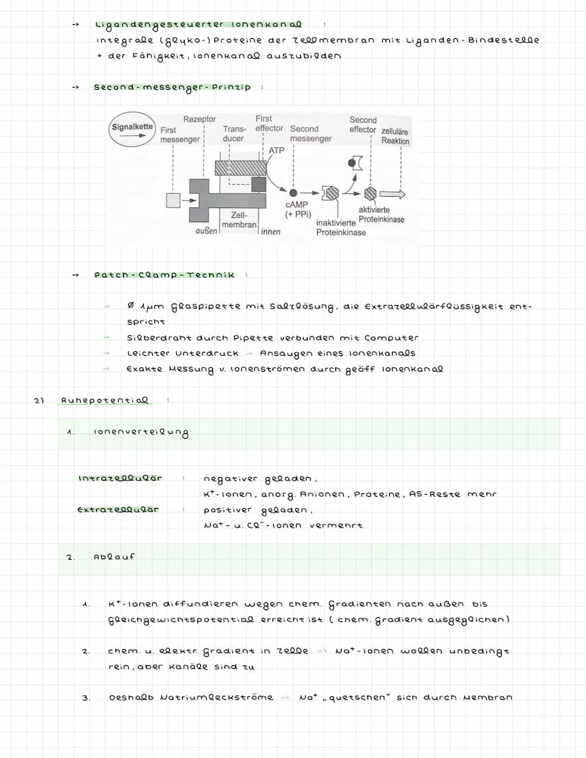 ^) Nervenzellen
^.
2.
Sinneszellen wandeln Reize in elektr. Erregung (signale) um
Nervenzellen (Neuronen) zum ZNS weitergeleitet : dort verr