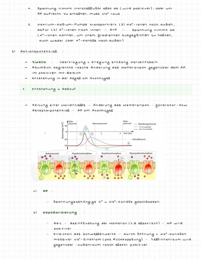 ^) Nervenzellen
^.
2.
Sinneszellen wandeln Reize in elektr. Erregung (signale) um
Nervenzellen (Neuronen) zum ZNS weitergeleitet : dort verr