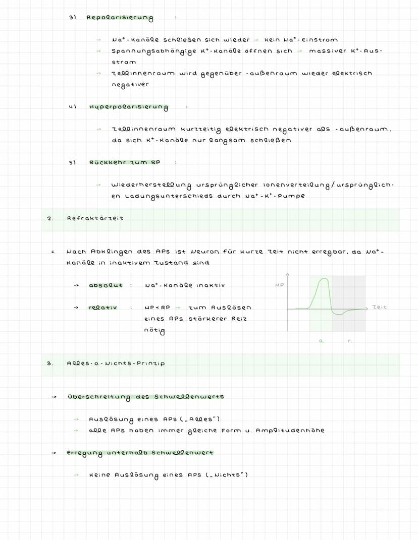 ^) Nervenzellen
^.
2.
Sinneszellen wandeln Reize in elektr. Erregung (signale) um
Nervenzellen (Neuronen) zum ZNS weitergeleitet : dort verr