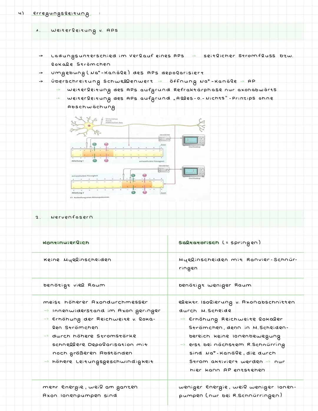 ^) Nervenzellen
^.
2.
Sinneszellen wandeln Reize in elektr. Erregung (signale) um
Nervenzellen (Neuronen) zum ZNS weitergeleitet : dort verr