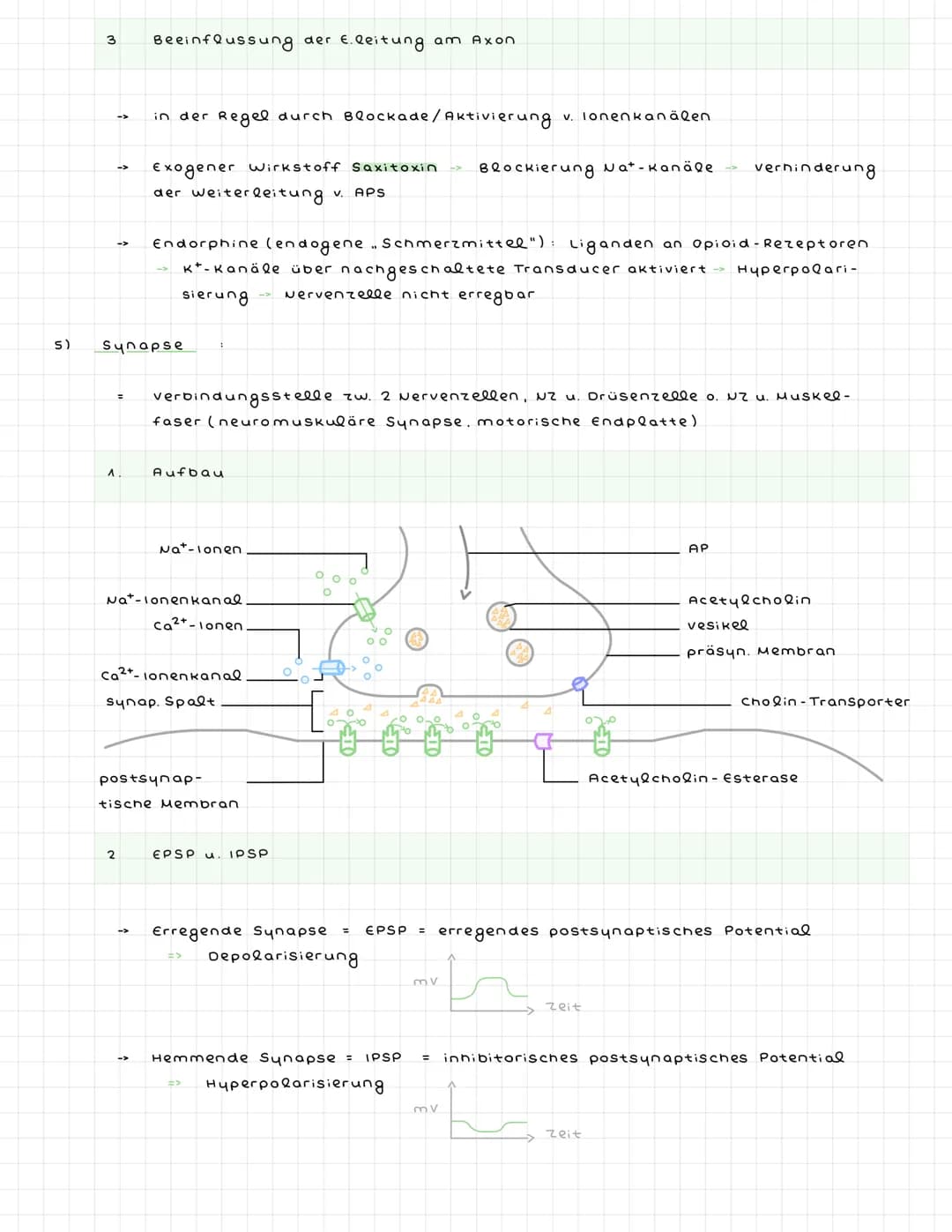 ^) Nervenzellen
^.
2.
Sinneszellen wandeln Reize in elektr. Erregung (signale) um
Nervenzellen (Neuronen) zum ZNS weitergeleitet : dort verr
