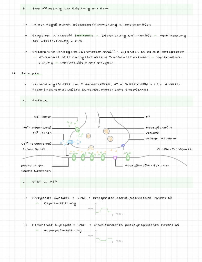 ^) Nervenzellen
^.
2.
Sinneszellen wandeln Reize in elektr. Erregung (signale) um
Nervenzellen (Neuronen) zum ZNS weitergeleitet : dort verr
