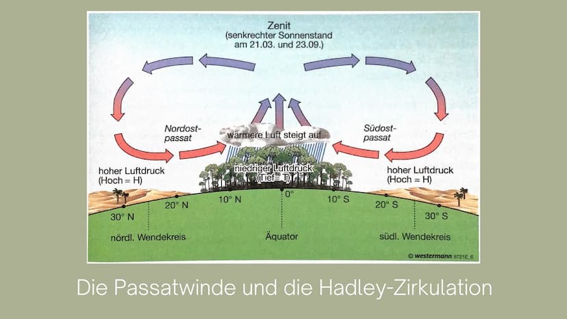 Die immerfeuchten Tropen
- Artenvielfalt (Biodiversität)
- teilweise auf I ha mehr Pflanzen- und Insektenarten als bisher in der
gesamten eu