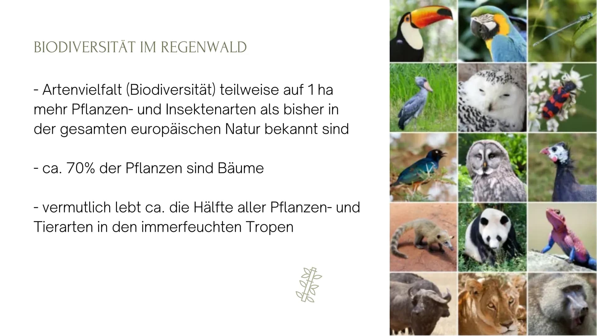 Die immerfeuchten Tropen
- Artenvielfalt (Biodiversität)
- teilweise auf I ha mehr Pflanzen- und Insektenarten als bisher in der
gesamten eu