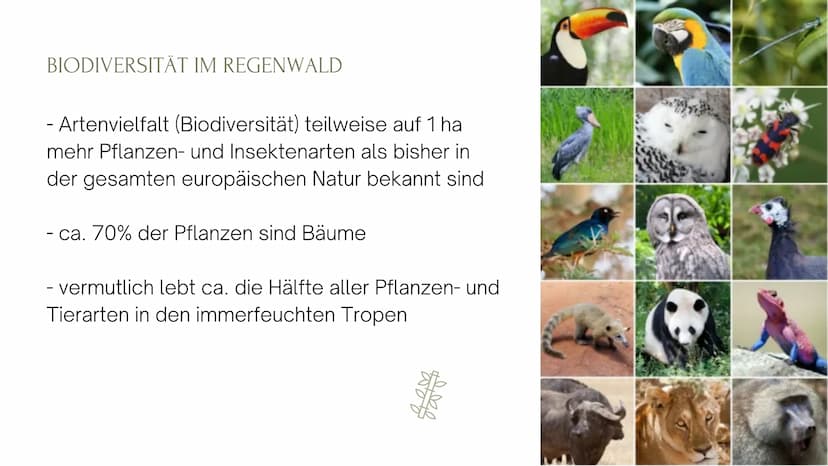 Die immerfeuchten Tropen
- Artenvielfalt (Biodiversität)
- teilweise auf I ha mehr Pflanzen- und Insektenarten als bisher in der
gesamten eu
