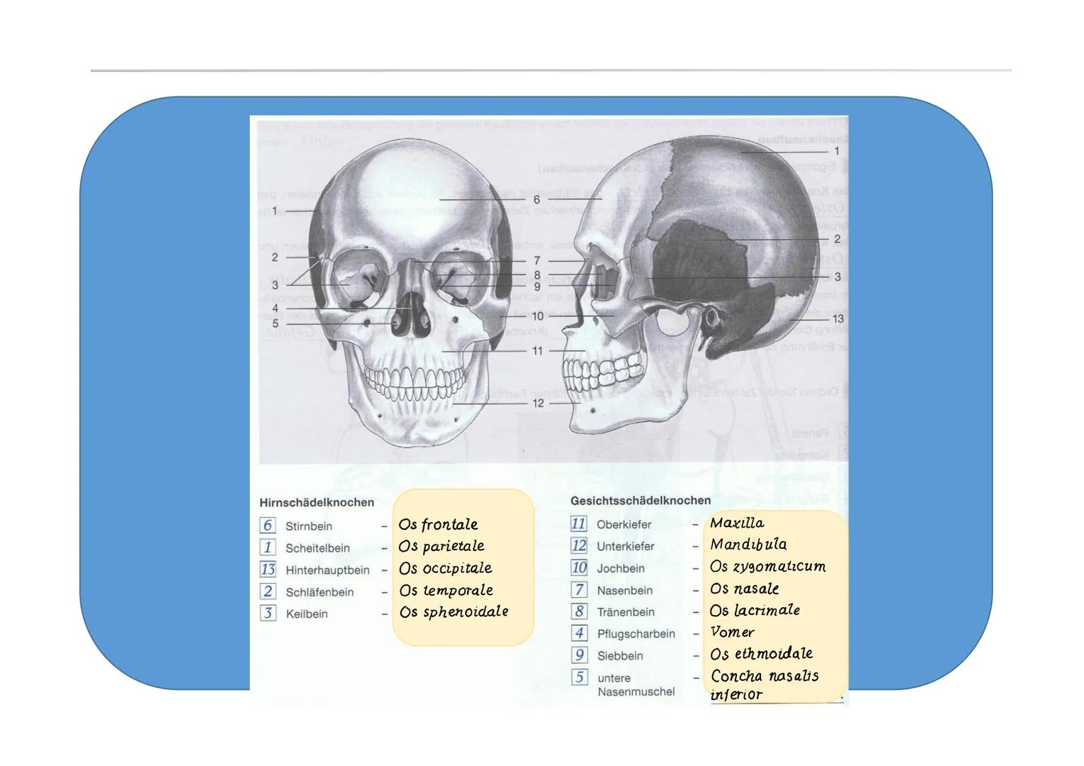 1
2
3
4
5
Pre
Hirnschädelknochen
Stirnbein
1 Scheitelbein
13 Hinterhauptbein
2
Schläfenbein
3 Keilbein
Os frontale
Os parietale
Os occipital