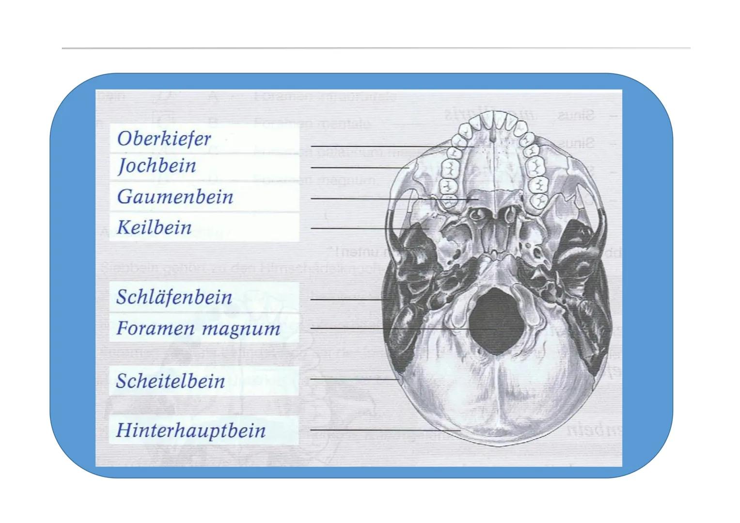 1
2
3
4
5
Pre
Hirnschädelknochen
Stirnbein
1 Scheitelbein
13 Hinterhauptbein
2
Schläfenbein
3 Keilbein
Os frontale
Os parietale
Os occipital