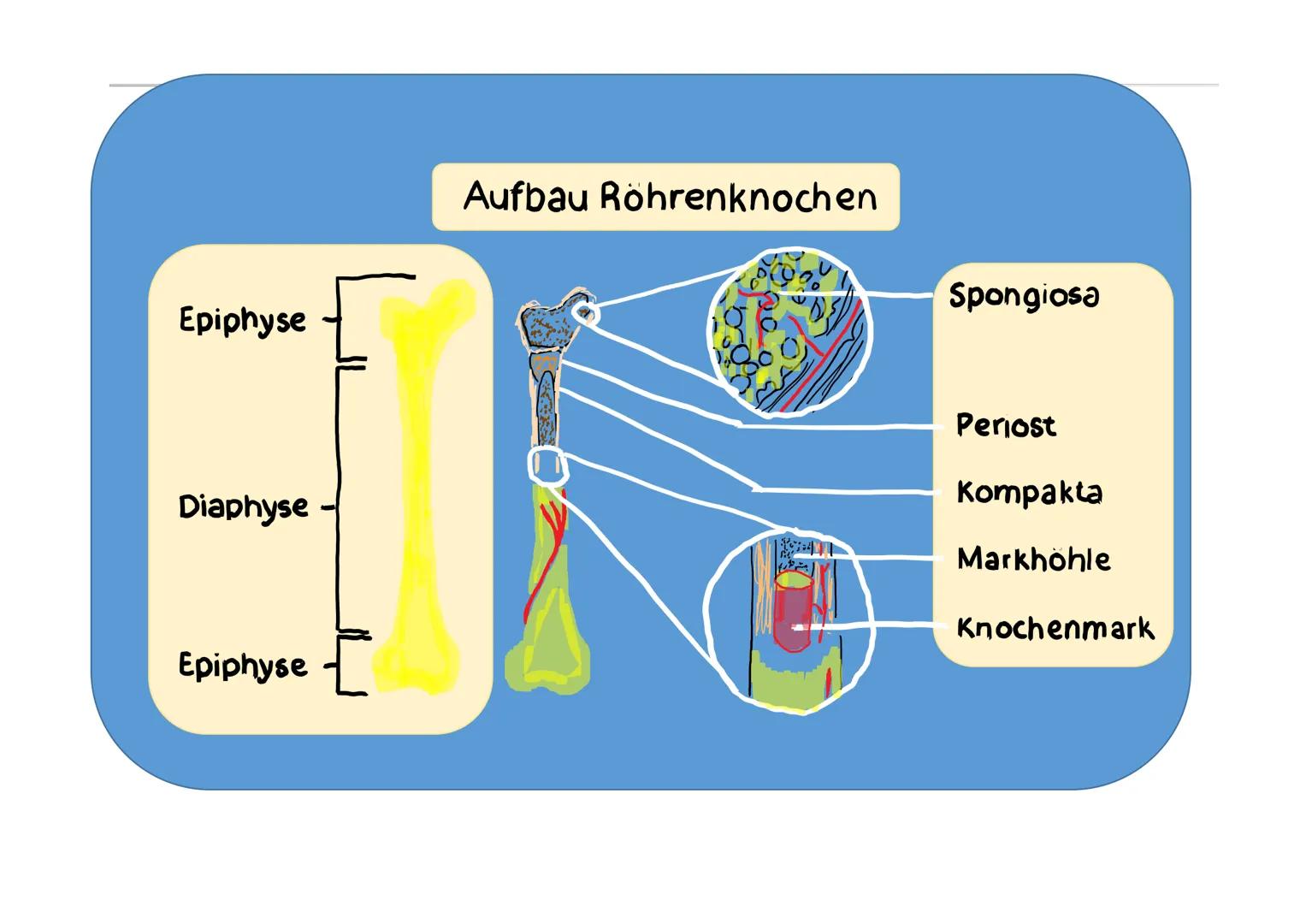 1
2
3
4
5
Pre
Hirnschädelknochen
Stirnbein
1 Scheitelbein
13 Hinterhauptbein
2
Schläfenbein
3 Keilbein
Os frontale
Os parietale
Os occipital