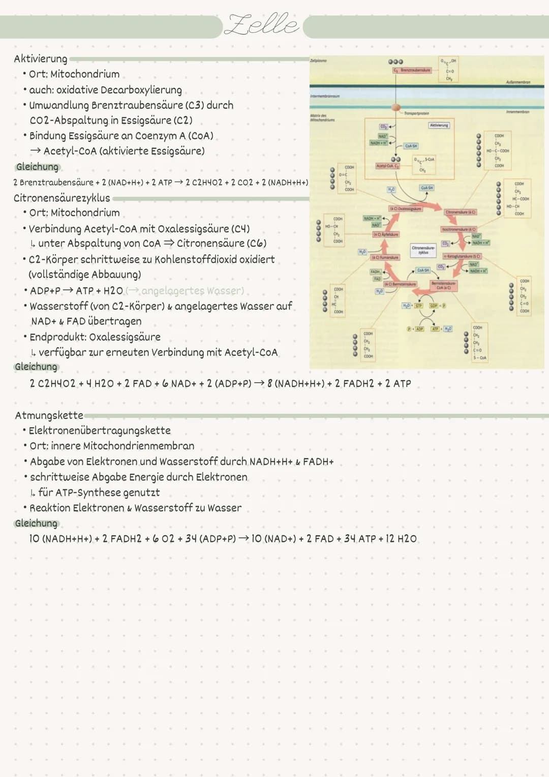 D
Biologie
Zelle/Stoffwechsel
MM 2
• Index
Endosymbiontentheorie
• Pro- / Eukaryot
-> Aufbau
• Pflanzen-/Tierzelle.
• Proteine
Kohlenhydrate