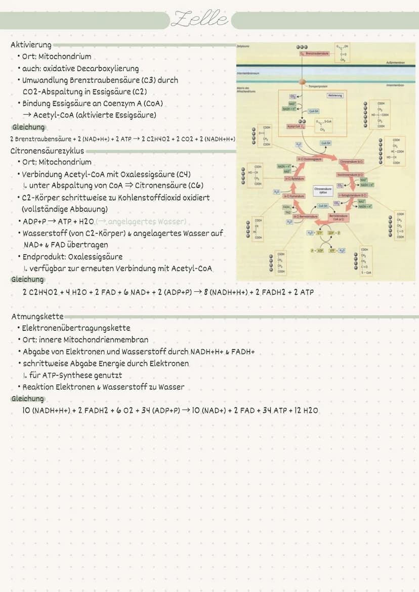 D
Biologie
Zelle/Stoffwechsel
MM 2
• Index
Endosymbiontentheorie
• Pro- / Eukaryot
-> Aufbau
• Pflanzen-/Tierzelle.
• Proteine
Kohlenhydrate