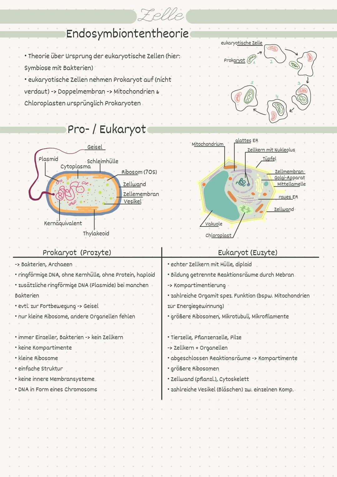 D
Biologie
Zelle/Stoffwechsel
MM 2
• Index
Endosymbiontentheorie
• Pro- / Eukaryot
-> Aufbau
• Pflanzen-/Tierzelle.
• Proteine
Kohlenhydrate