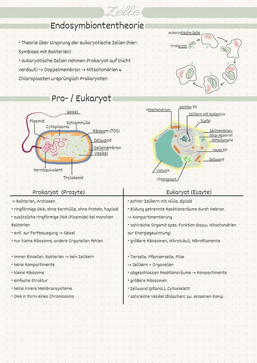 D
Biologie
Zelle/Stoffwechsel
MM 2
• Index
Endosymbiontentheorie
• Pro- / Eukaryot
-> Aufbau
• Pflanzen-/Tierzelle.
• Proteine
Kohlenhydrate