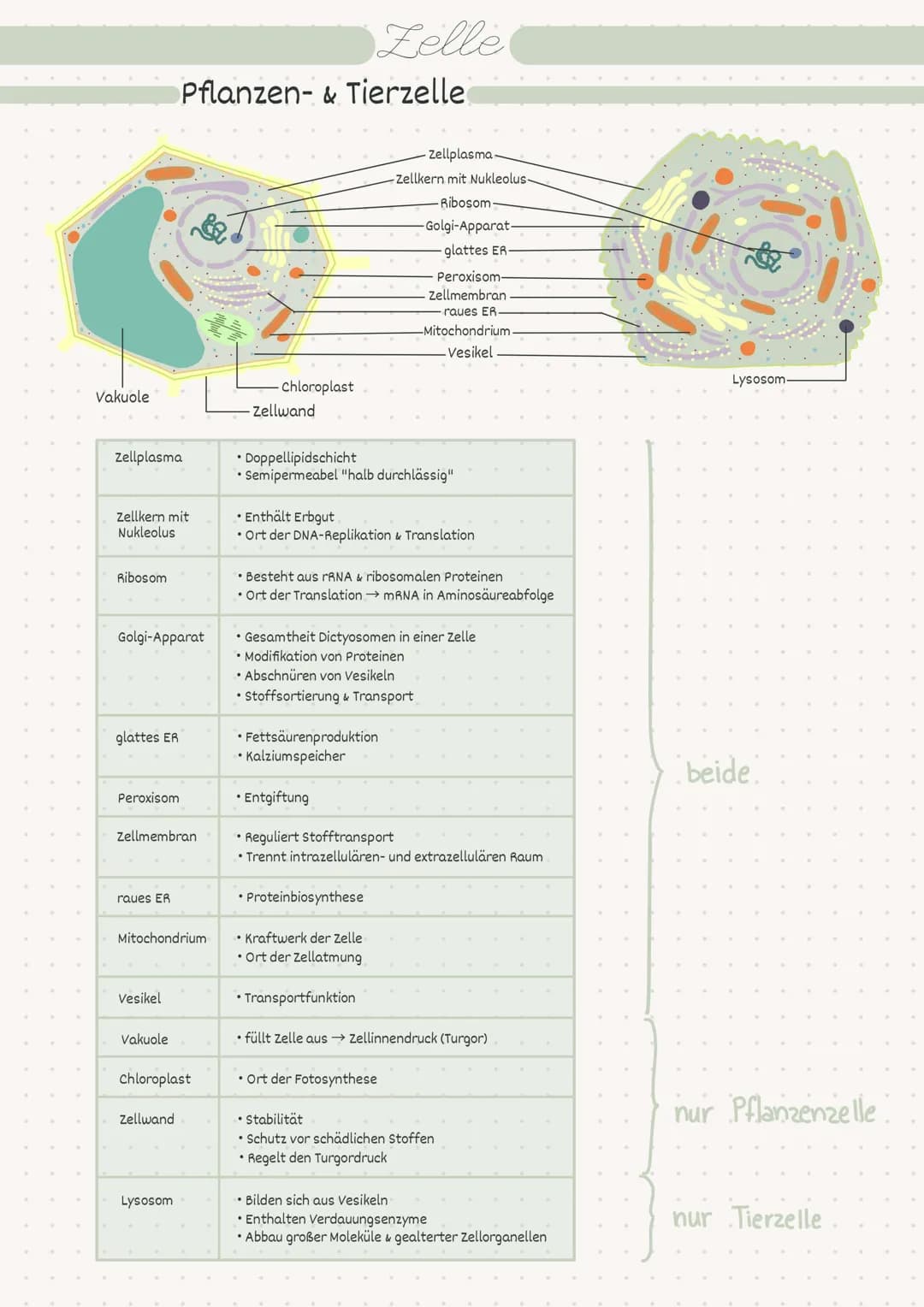 D
Biologie
Zelle/Stoffwechsel
MM 2
• Index
Endosymbiontentheorie
• Pro- / Eukaryot
-> Aufbau
• Pflanzen-/Tierzelle.
• Proteine
Kohlenhydrate