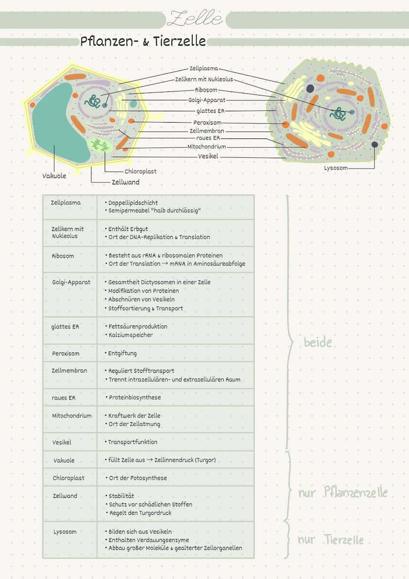 D
Biologie
Zelle/Stoffwechsel
MM 2
• Index
Endosymbiontentheorie
• Pro- / Eukaryot
-> Aufbau
• Pflanzen-/Tierzelle.
• Proteine
Kohlenhydrate