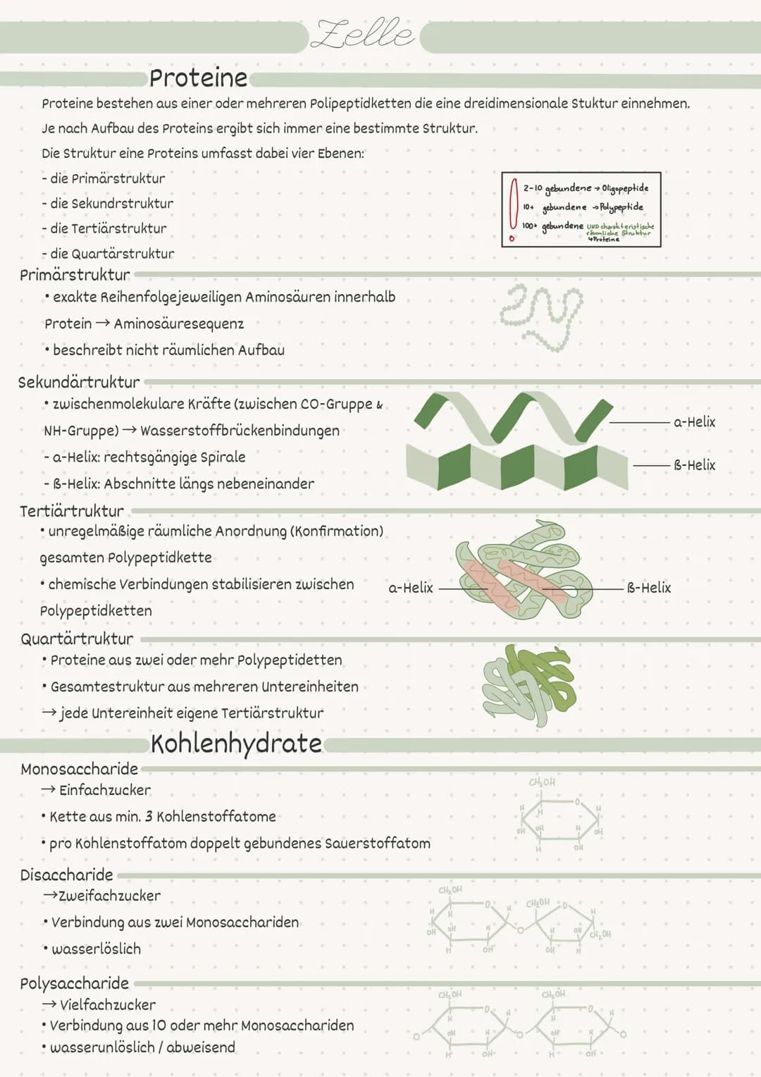 D
Biologie
Zelle/Stoffwechsel
MM 2
• Index
Endosymbiontentheorie
• Pro- / Eukaryot
-> Aufbau
• Pflanzen-/Tierzelle.
• Proteine
Kohlenhydrate