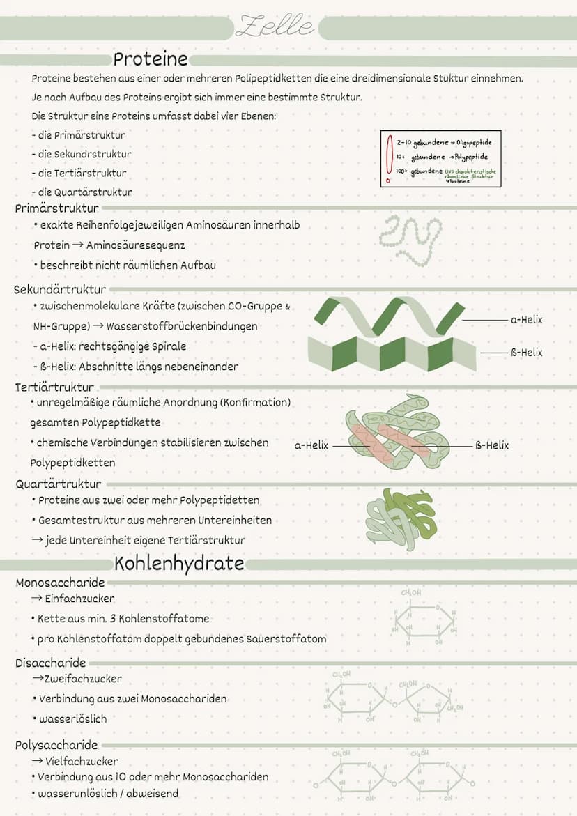 D
Biologie
Zelle/Stoffwechsel
MM 2
• Index
Endosymbiontentheorie
• Pro- / Eukaryot
-> Aufbau
• Pflanzen-/Tierzelle.
• Proteine
Kohlenhydrate