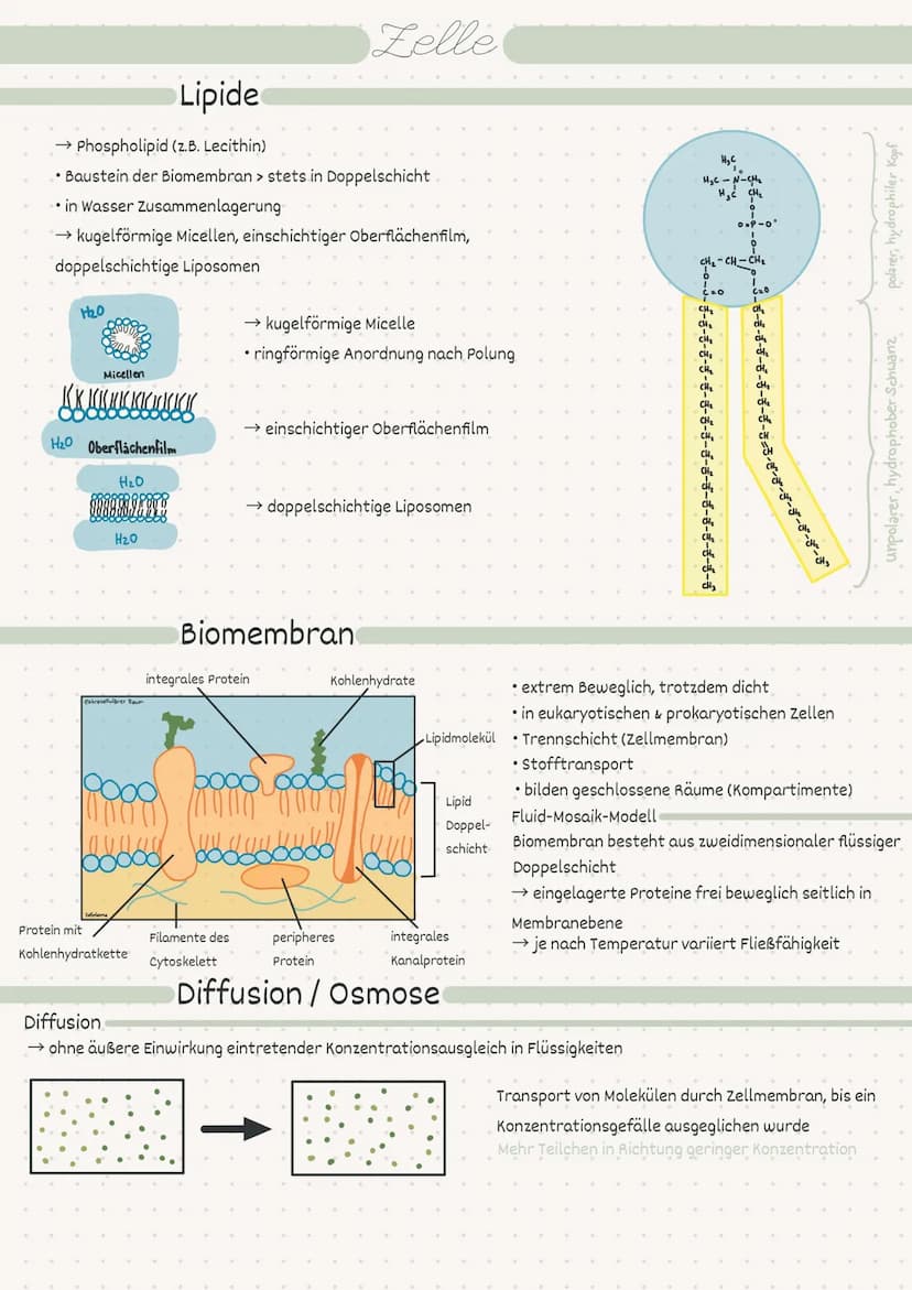 D
Biologie
Zelle/Stoffwechsel
MM 2
• Index
Endosymbiontentheorie
• Pro- / Eukaryot
-> Aufbau
• Pflanzen-/Tierzelle.
• Proteine
Kohlenhydrate