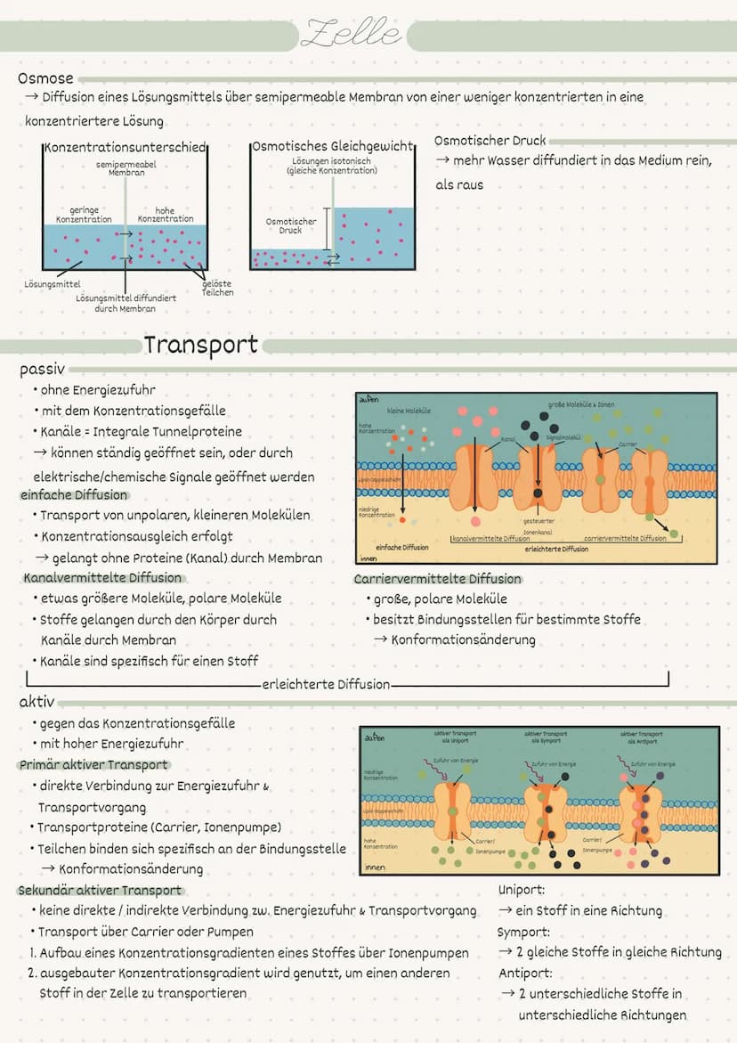 D
Biologie
Zelle/Stoffwechsel
MM 2
• Index
Endosymbiontentheorie
• Pro- / Eukaryot
-> Aufbau
• Pflanzen-/Tierzelle.
• Proteine
Kohlenhydrate