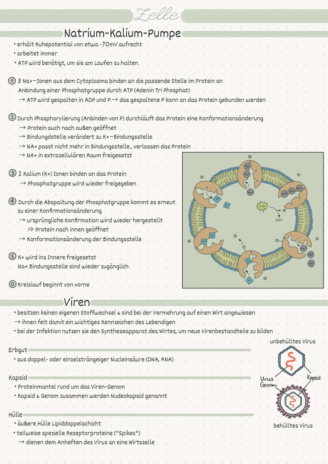D
Biologie
Zelle/Stoffwechsel
MM 2
• Index
Endosymbiontentheorie
• Pro- / Eukaryot
-> Aufbau
• Pflanzen-/Tierzelle.
• Proteine
Kohlenhydrate