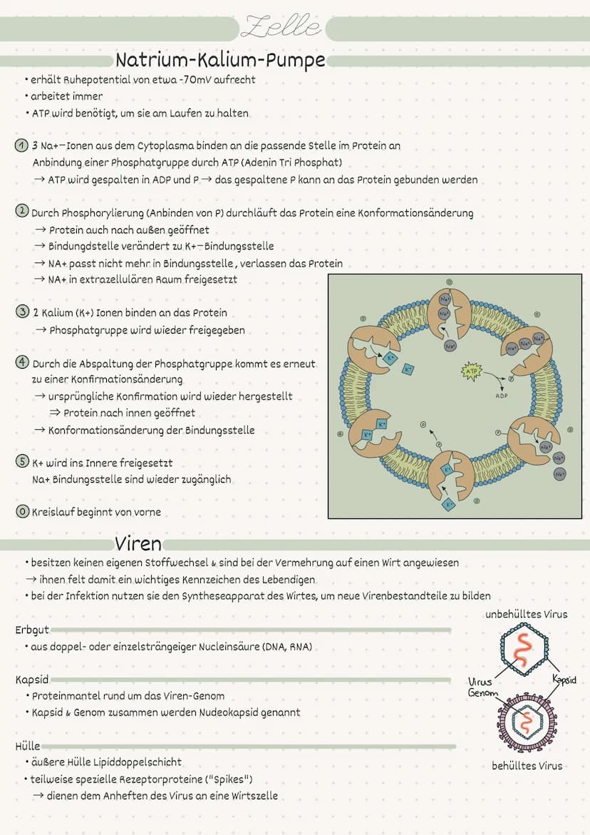 D
Biologie
Zelle/Stoffwechsel
MM 2
• Index
Endosymbiontentheorie
• Pro- / Eukaryot
-> Aufbau
• Pflanzen-/Tierzelle.
• Proteine
Kohlenhydrate