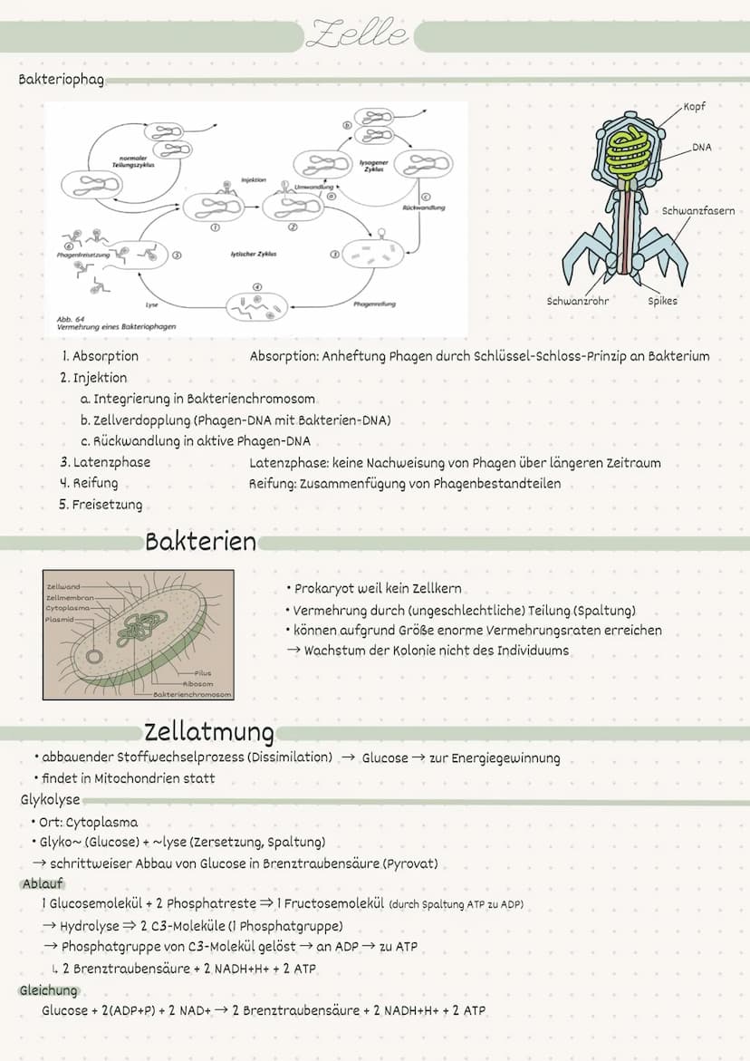 D
Biologie
Zelle/Stoffwechsel
MM 2
• Index
Endosymbiontentheorie
• Pro- / Eukaryot
-> Aufbau
• Pflanzen-/Tierzelle.
• Proteine
Kohlenhydrate