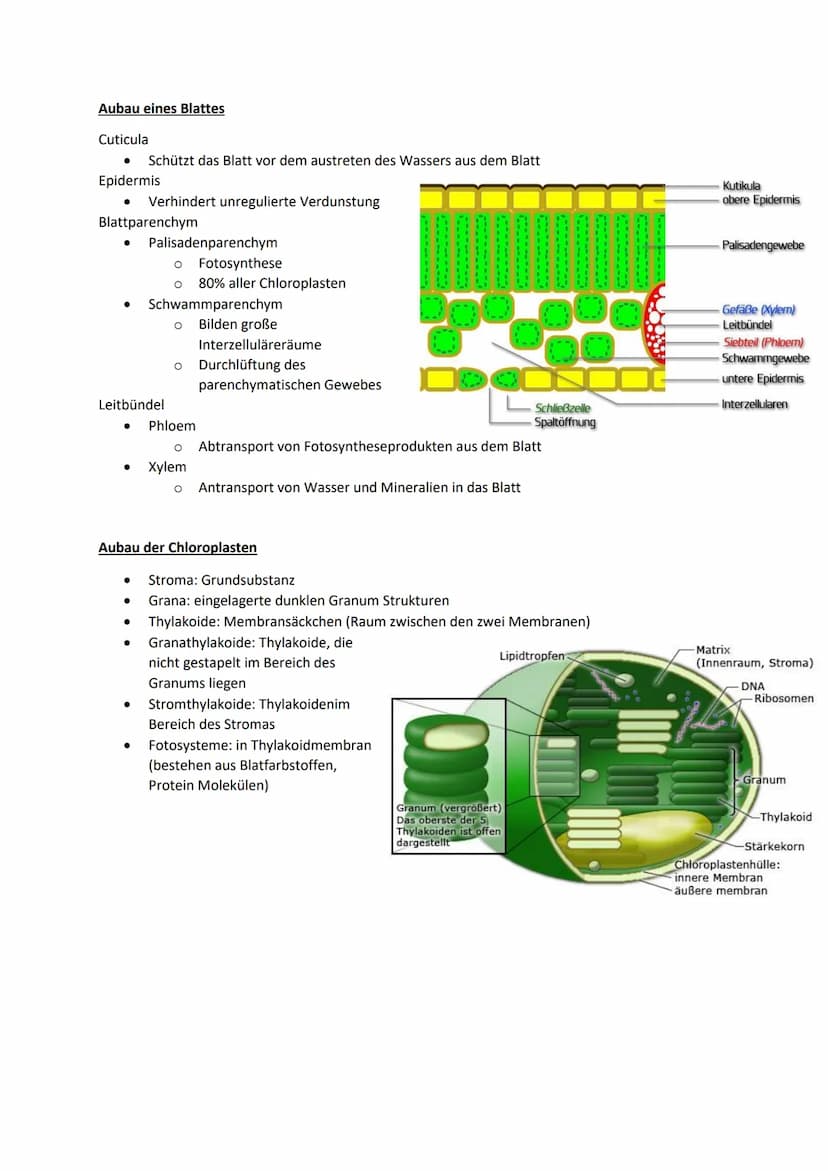 Ökologie
Definition:
Wechselwirkungen zwischen Organismen und ihrer Umwelt
● Beziehungen der Organismen untereinander
● Einflüsse von abioti